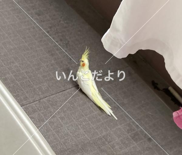 保護鳥の写真