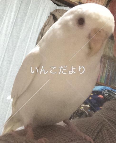 迷い鳥の写真