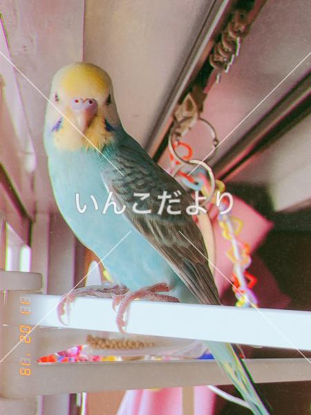 迷い鳥の写真