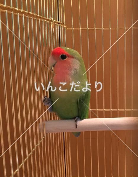 迷い鳥の写真