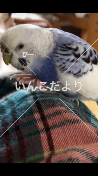 迷い鳥の写真