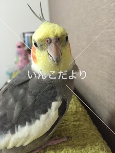 迷い鳥の写真