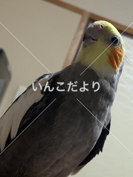迷い鳥の写真