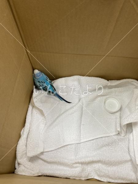 保護鳥の写真