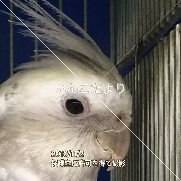 保護鳥の写真