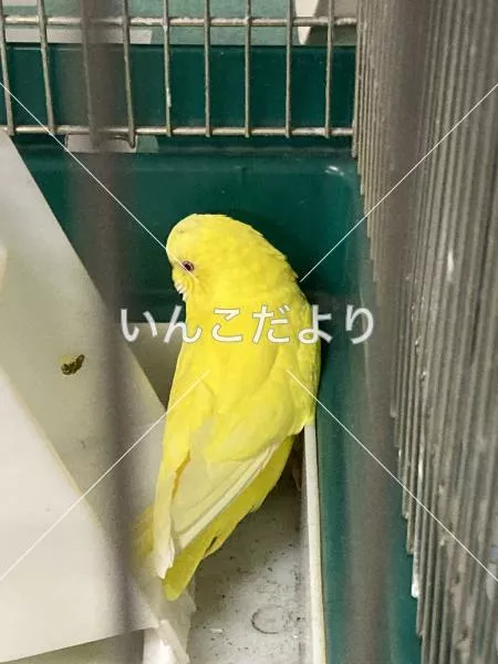 保護鳥の写真