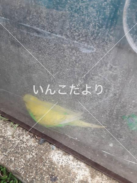 保護鳥の写真