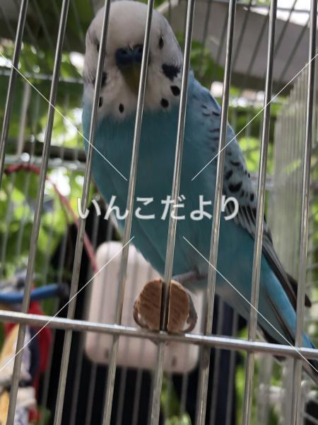 迷い鳥の写真