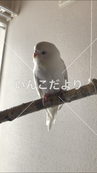迷い鳥の写真