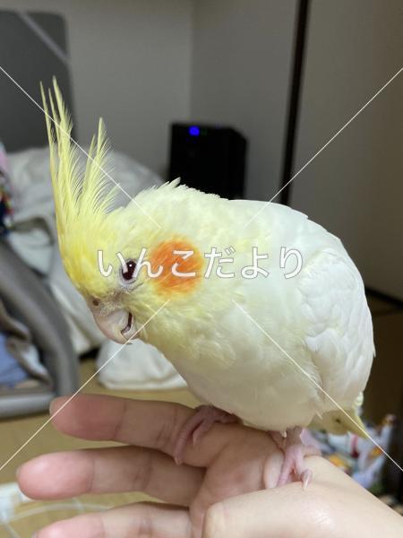 迷い鳥の写真