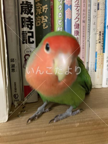迷い鳥の写真