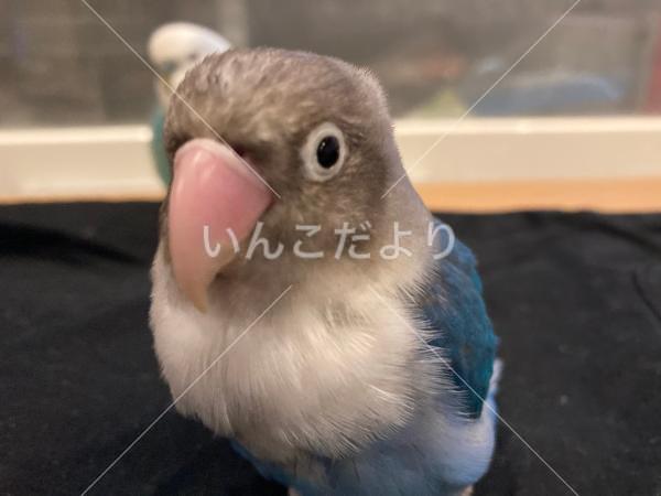 迷い鳥の写真