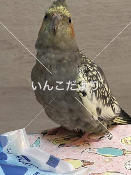 迷い鳥の写真