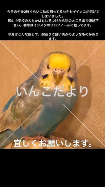 迷い鳥の写真
