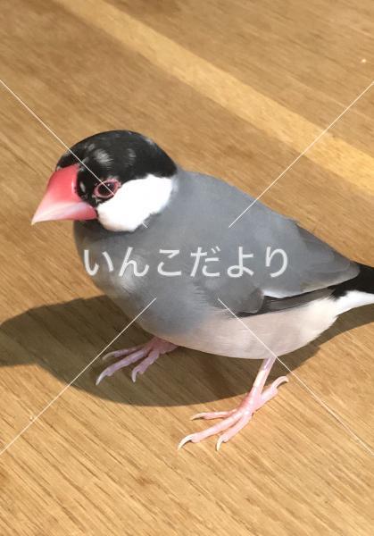 迷い鳥の写真