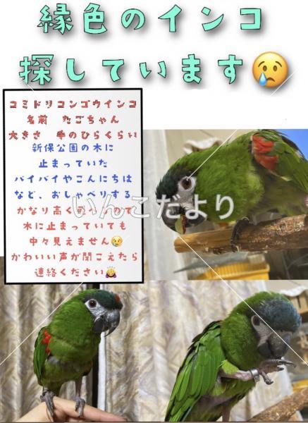 迷い鳥の写真