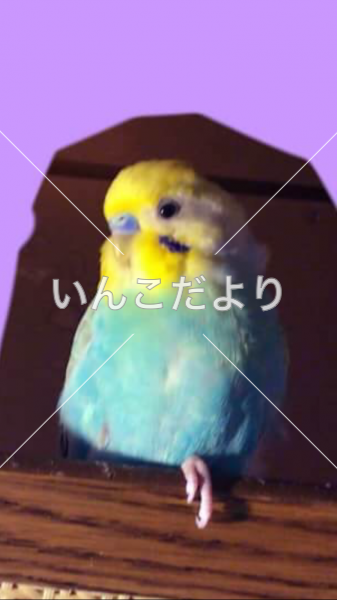迷い鳥の写真
