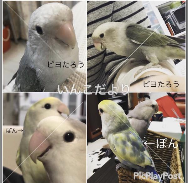 迷い鳥の写真