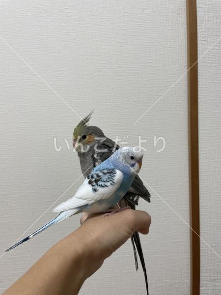 迷い鳥の写真