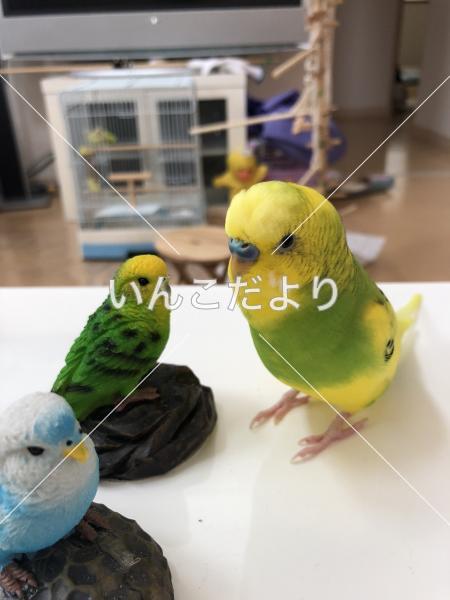 迷い鳥の写真