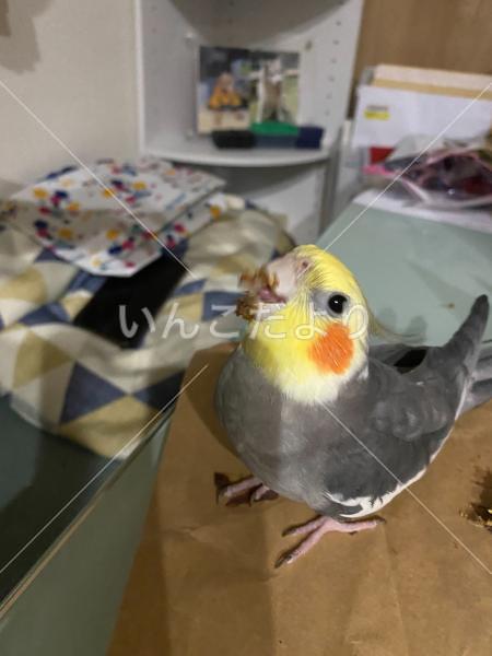 迷い鳥の写真