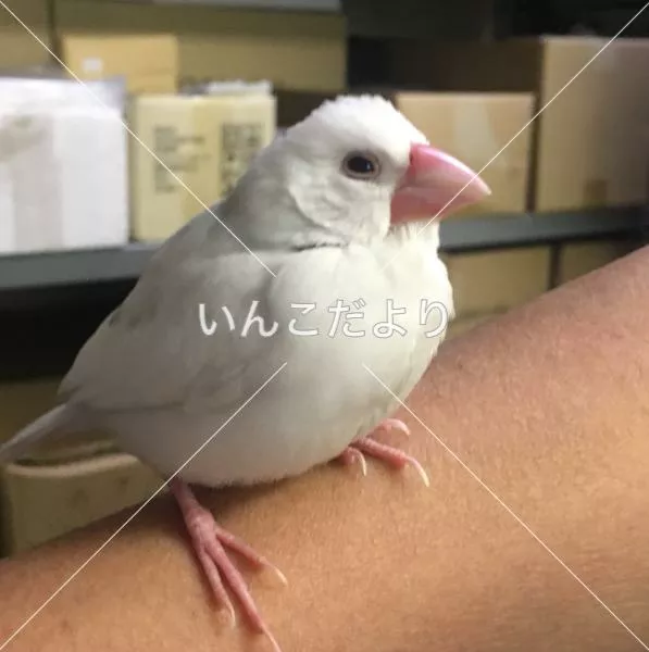 保護鳥の写真