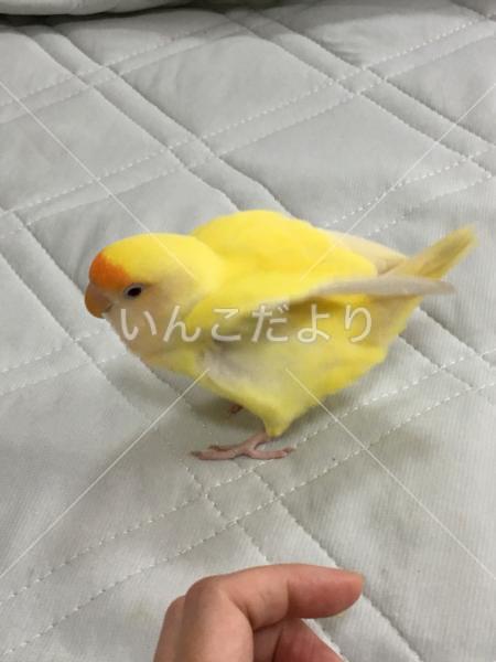 迷い鳥の写真