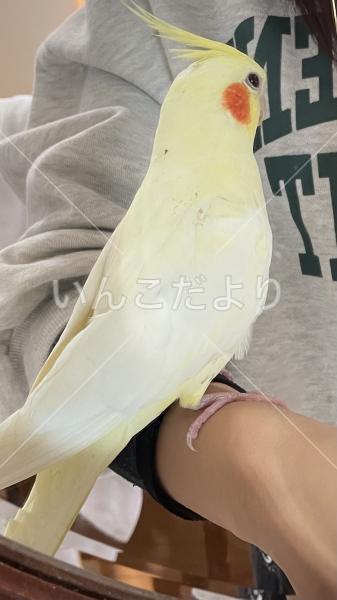 迷い鳥の写真