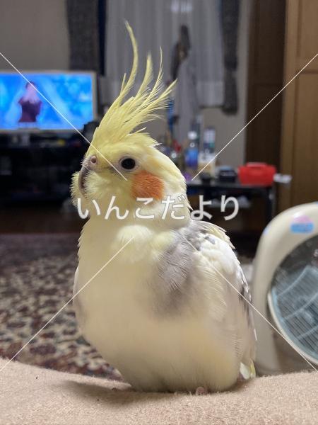 迷い鳥の写真