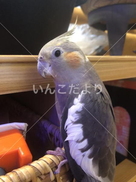 迷い鳥の写真