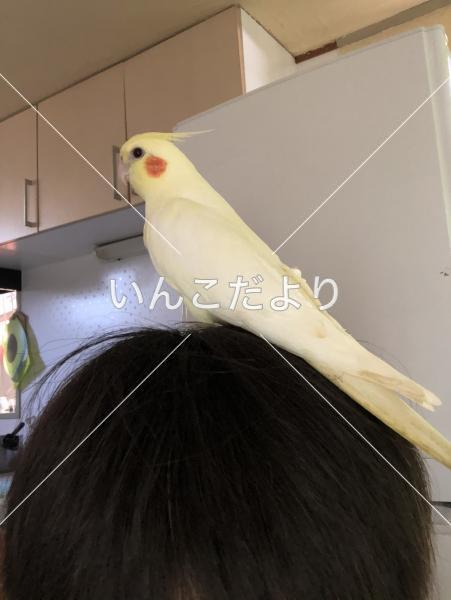 迷い鳥の写真
