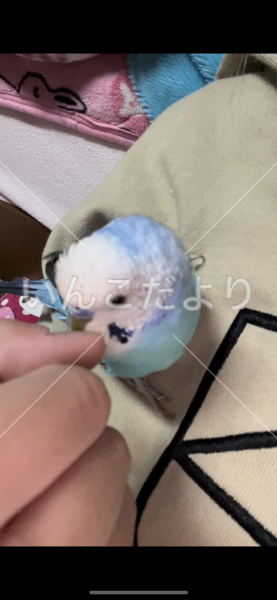 迷い鳥の写真