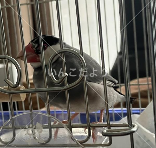 迷い鳥の写真