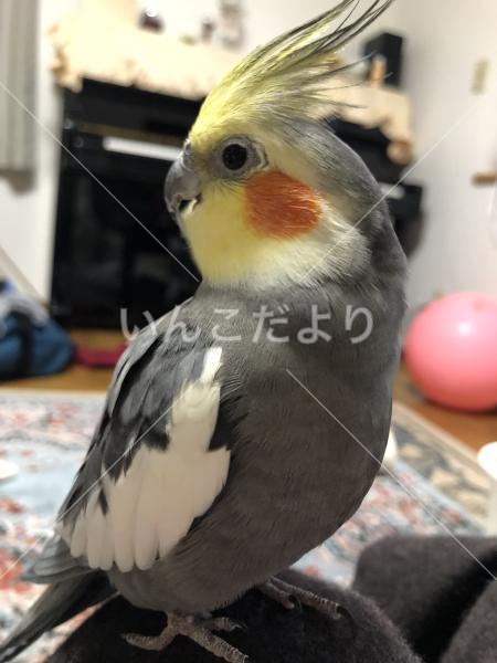 迷い鳥の写真
