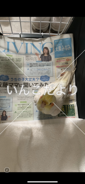 保護鳥の写真