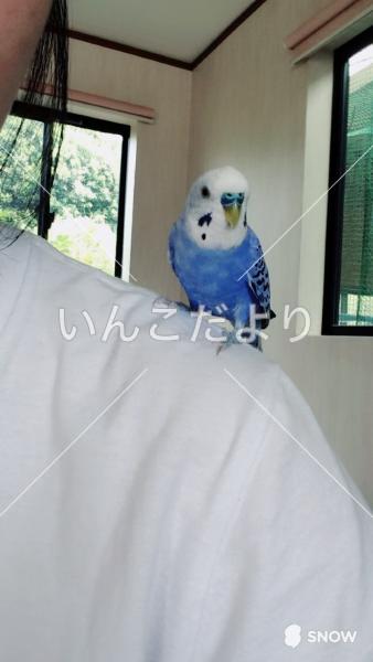 迷い鳥の写真