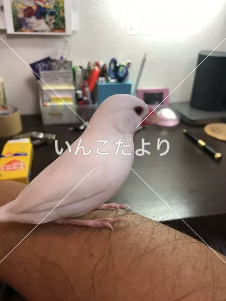 保護鳥の写真
