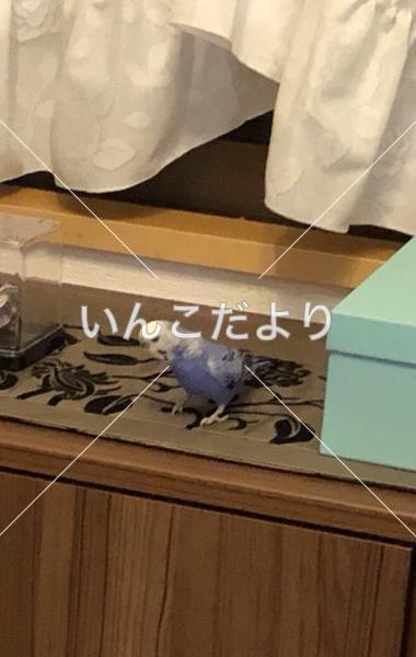 迷い鳥の写真