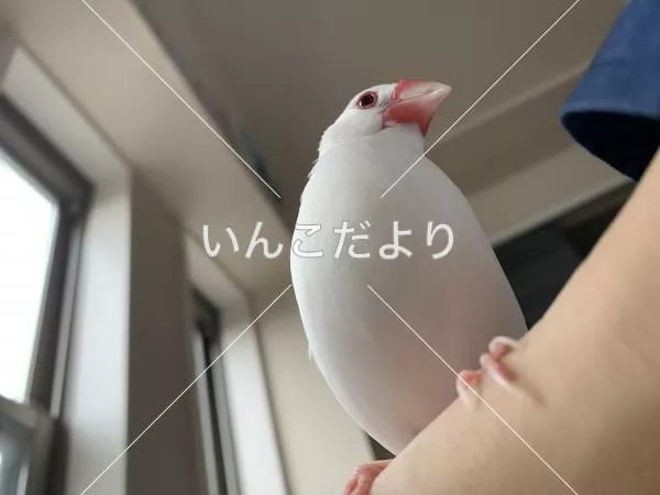 迷い鳥の写真