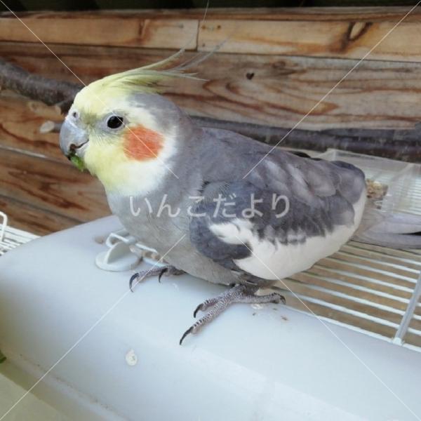 迷い鳥の写真
