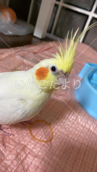 迷い鳥の写真