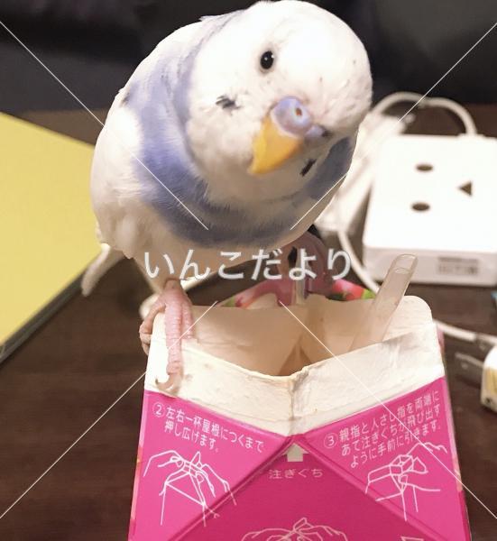 迷い鳥の写真