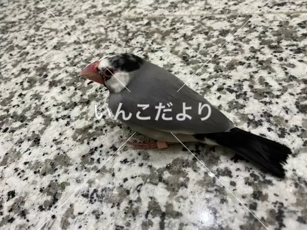 保護鳥の写真