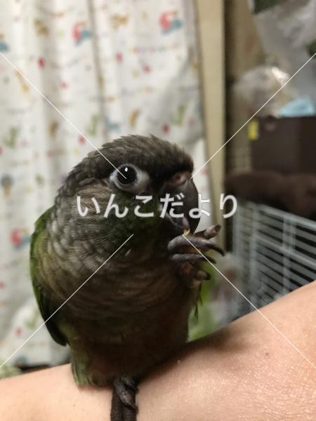 迷い鳥の写真