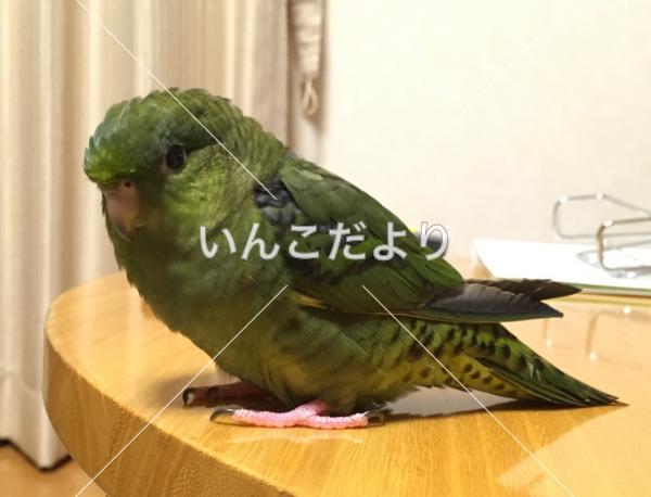 迷い鳥の写真