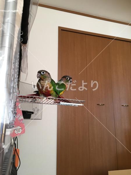 迷い鳥の写真