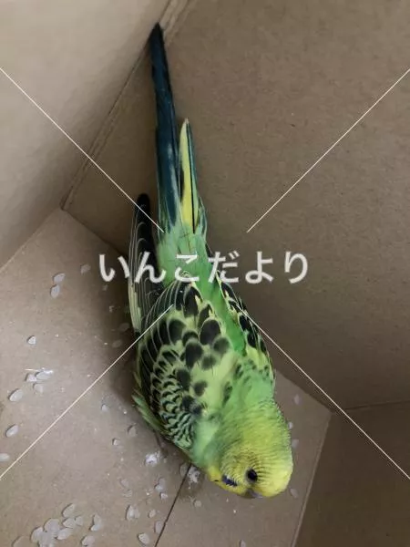 保護鳥の写真