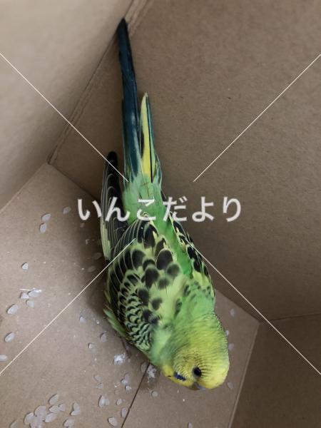 保護鳥の写真