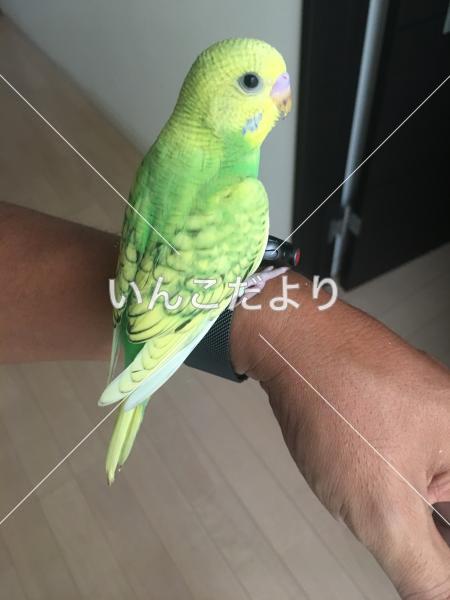 迷い鳥の写真