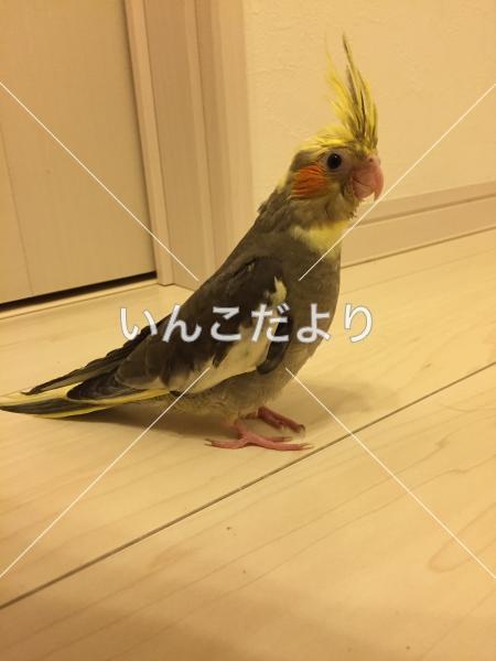 迷い鳥の写真